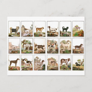 Carte Postale Collection De Chiens En Style Vintage