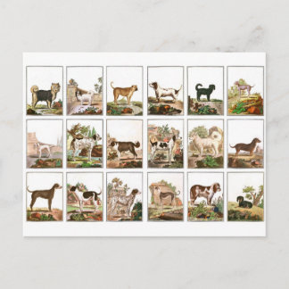 Carte Postale Collection De Chiens En Style Vintage