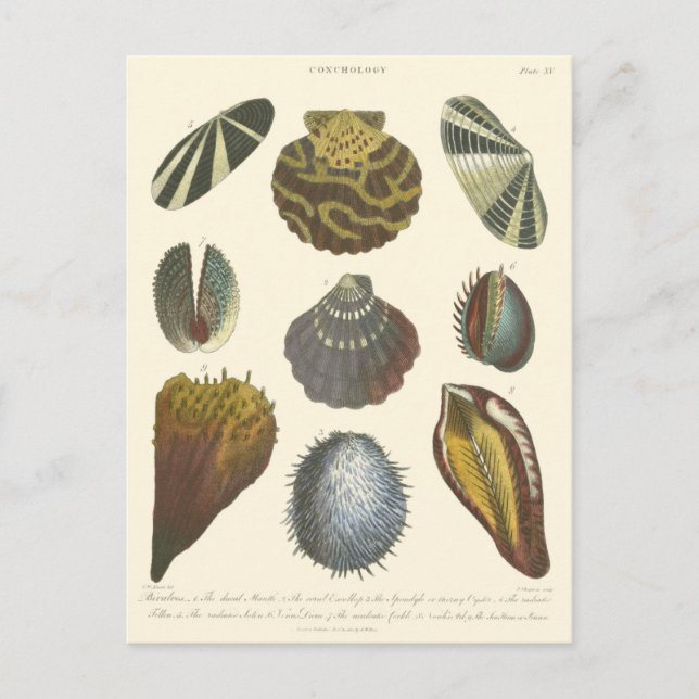 Carte Postale Collection de Conchologie (Devant)