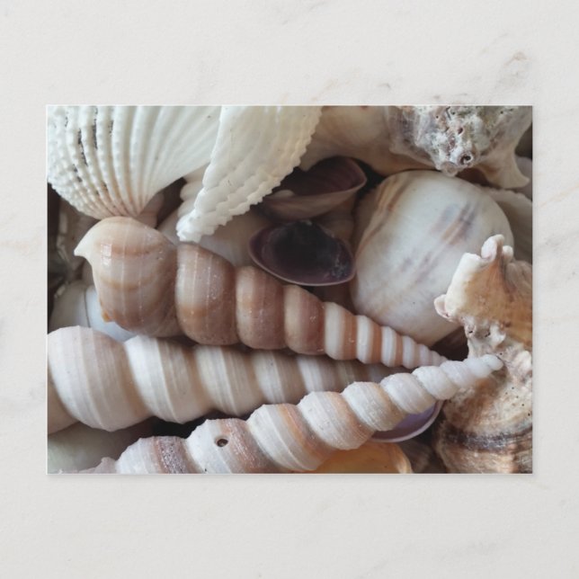 Carte Postale Collection de coquillages exotiques, plage d'été (Devant)