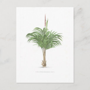 Carte Postale Collection de dessins de palmes