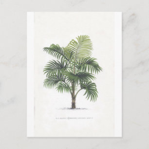 Carte Postale Collection de dessins de paume