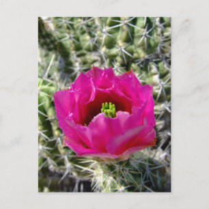 Carte Postale Collection de fleurs de hérisson rose