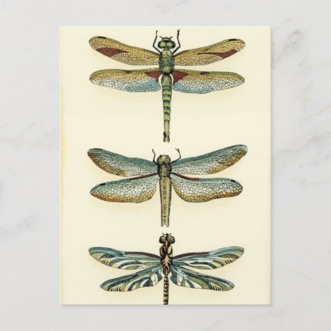 Carte Postale Collection de libellules par Chariklia Zarris (Devant)