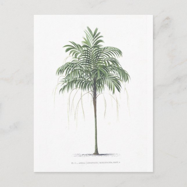 Carte Postale Collection d'illustration de palmier (Devant)