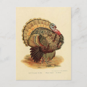 Carte Postale Collection d'oiseaux à l'illustration de dinde vin