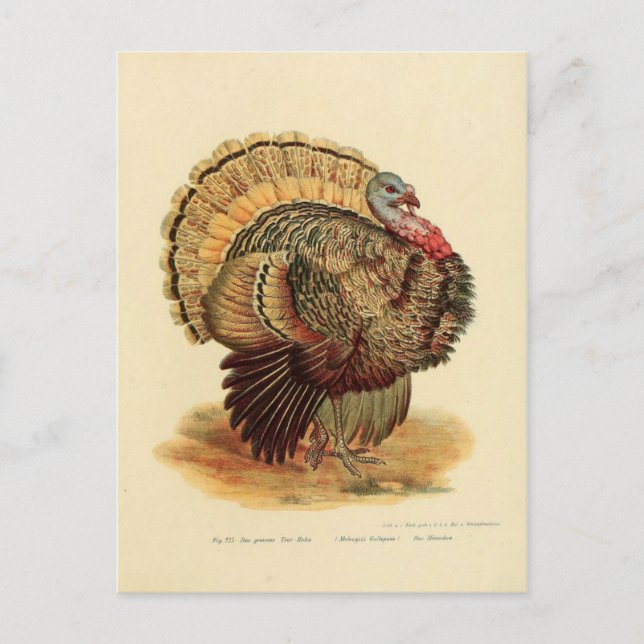 Carte Postale Collection d'oiseaux à l'illustration de dinde vin (Devant)