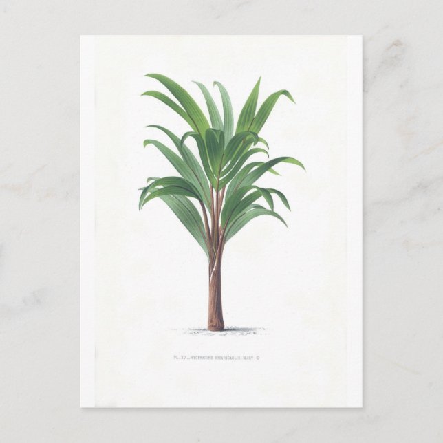Carte Postale Collection Palm - Dessin III (Devant)
