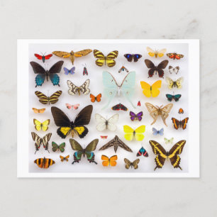 Carte Postale Collection papillon