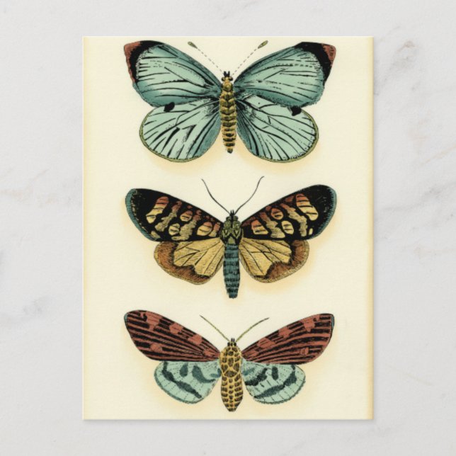 Carte Postale Collection Papillons par Chariklia Zarris (Devant)