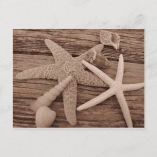 Carte Postale Collection Shell