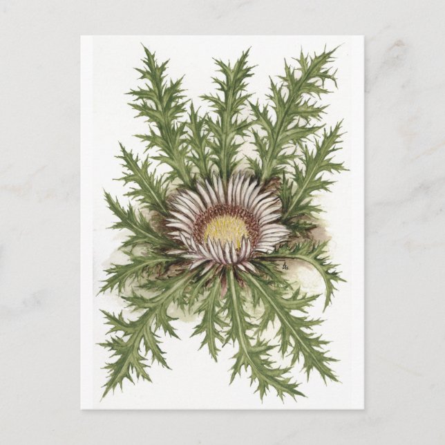 Carte Postale Collection Silver Thistle (Devant)