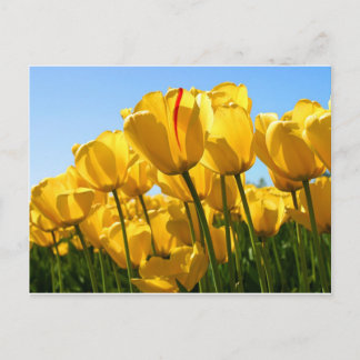 Carte Postale Collection Tulips