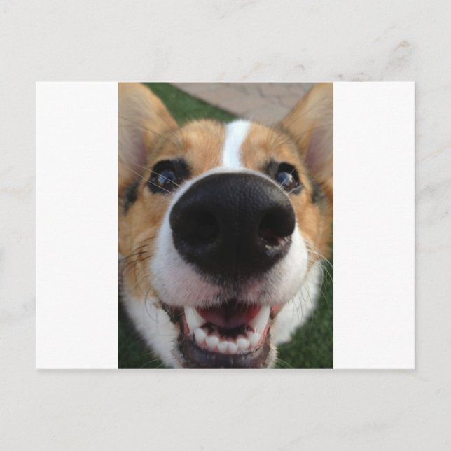 Carte Postale Collection Welsh Corgi Chien Nose (Devant)