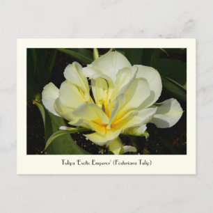 Carte postale collective de Tulipe jaune
