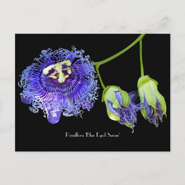Carte postale Collective Fleur Passion Violet (Devant)