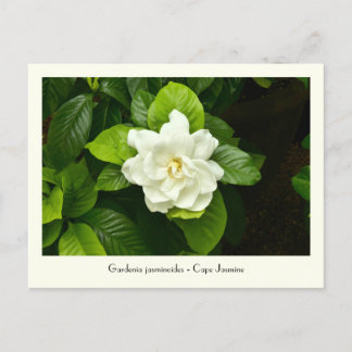 Carte postale collective Gardenia