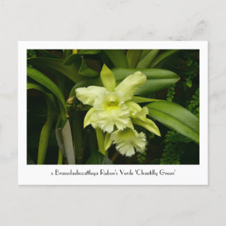 Carte postale Collective Orchidées Vertes