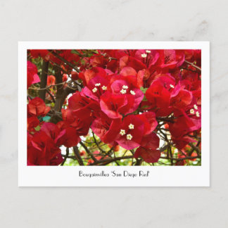 Carte postale collective "San Diego Red" de Bougai