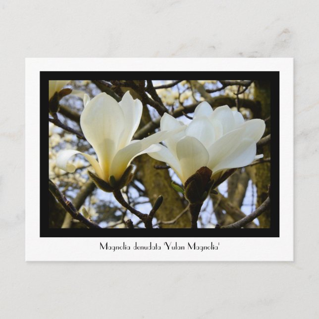 Carte postale collective Yulan Magnolia (Devant)