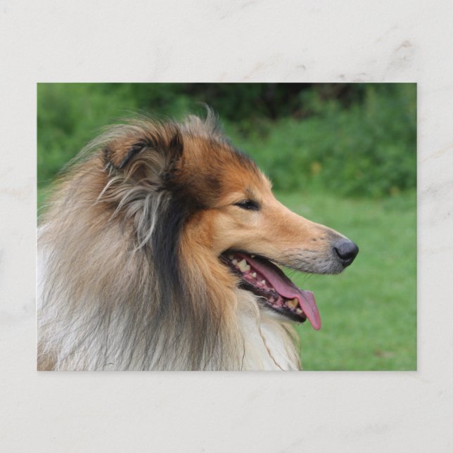 Carte Postale Collie (Devant)
