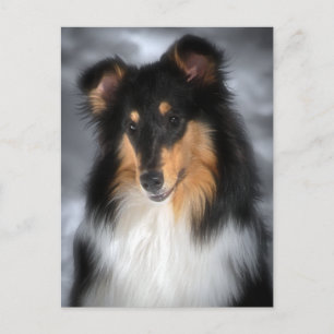 Carte Postale Collie