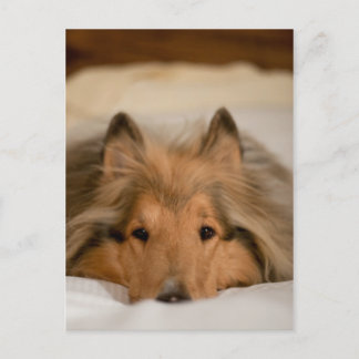 Carte postale Collie
