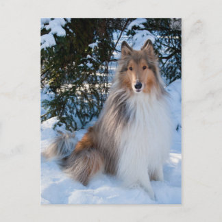 Carte postale Collie