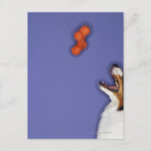 Carte Postale Collie attraper l'os en plastique