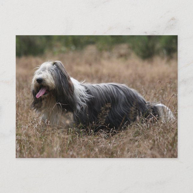 Carte Postale collie barbu (Devant)