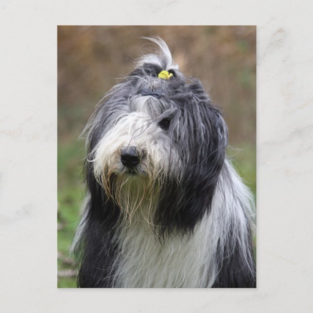 Carte Postale collie barbu (Devant)