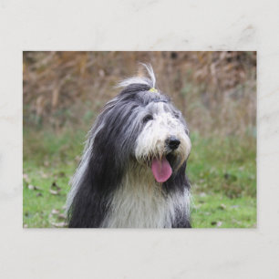 Carte Postale collie barbu
