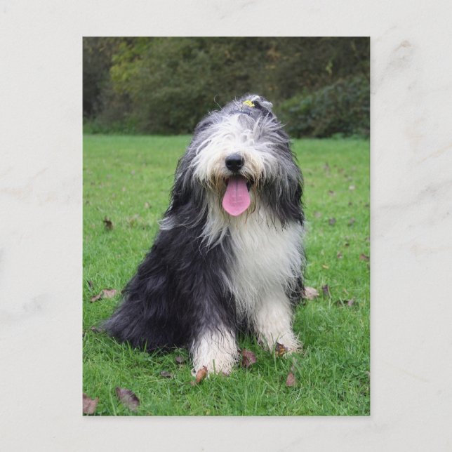 Carte Postale collie barbu (Devant)