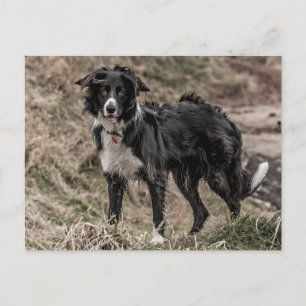 Carte postale Collie Bordure