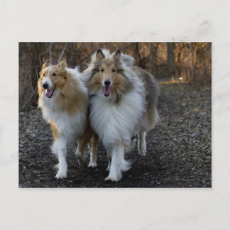 Carte Postale Collie Buddies