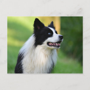 Carte Postale Collie Chien noir et blanc