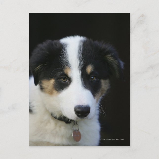 Carte Postale Collie Collie Puppy vieille frontière de 12 semain (Devant)