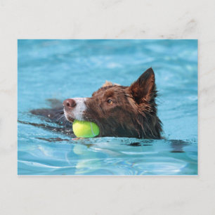 Carte Postale collie de bordure
