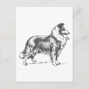 Carte Postale Collie Dog