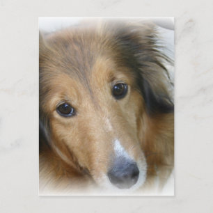 Carte postale Collie Dog