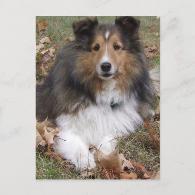 Carte postale Collie Dog (Devant)