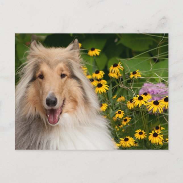 Carte Postale Collie Et Fleurs (Devant)