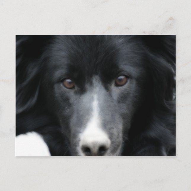 Carte postale Collie Face Dog Bordure Noire (Devant)