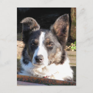 CARTE POSTALE COLLIE FRONTALIÈRE