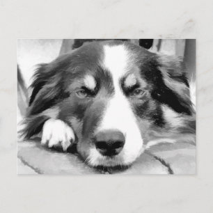 CARTE POSTALE COLLIE FRONTALIÈRE