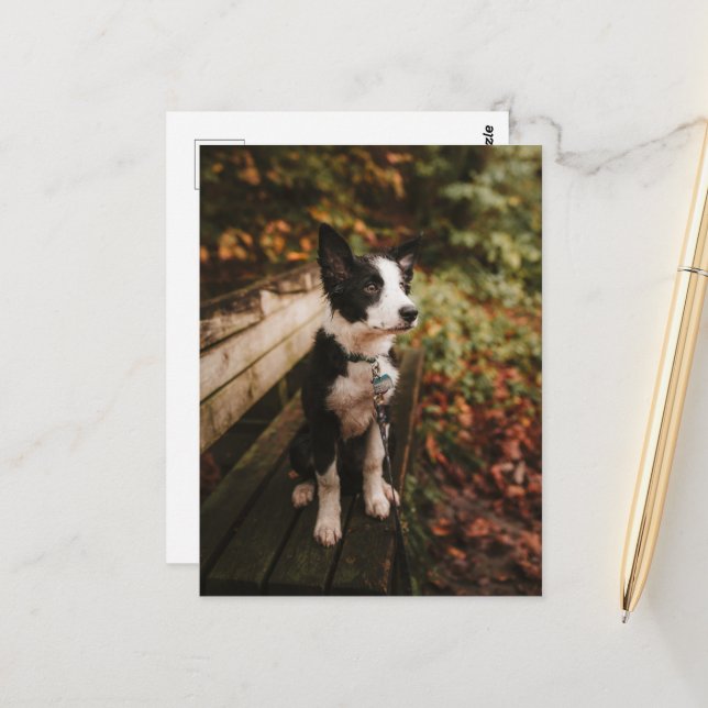 Carte Postale Collie frontalière noire et blanche sur le banc du (Devant/Arrière en situation)