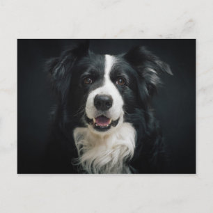 Carte Postale collie-frontière