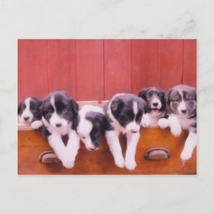 Carte postale Collie Puppies Bordure Mignonne