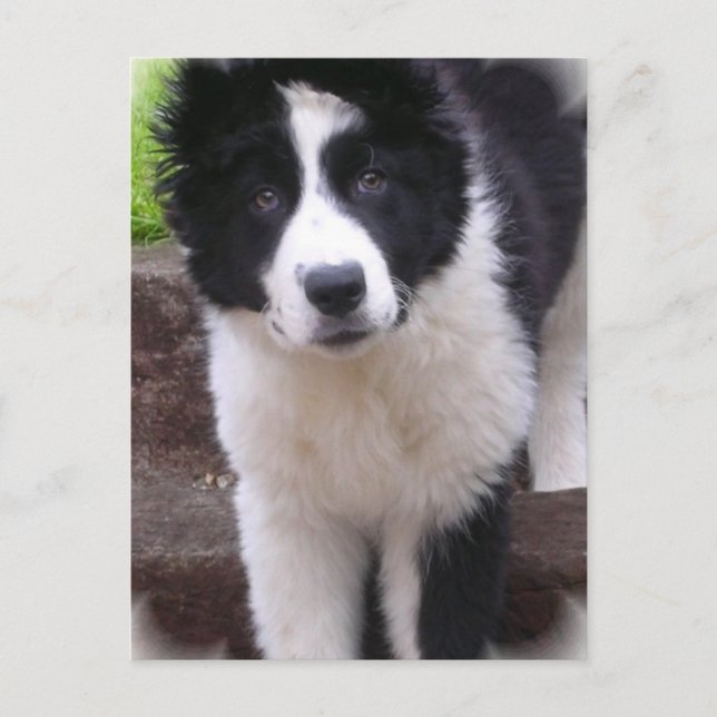Carte postale Collie Puppy (Devant)
