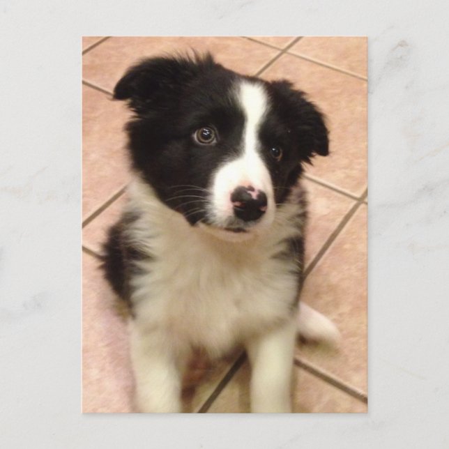 Carte postale Collie Puppy (Devant)